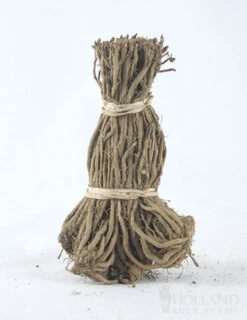 Menu Jersey Giant Asparagus Hybrid 2yr -Cheap Garden Twist Store 75117 mary washington asparagus 1