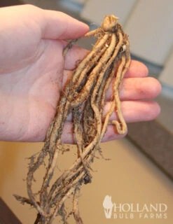 Menu Mary Washington Asparagus 2yr -Cheap Garden Twist Store 75117 mary washington asparagus 3