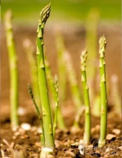 Menu Mary Washington Asparagus 2yr -Cheap Garden Twist Store 75117 mary washington asparagus 4