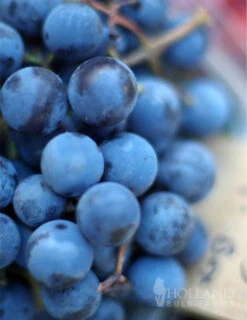 Menu Blue Concord Grape Plant