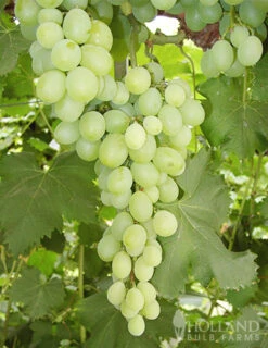 Menu Niagara Green Grape Plant -Cheap Garden Twist Store 75126 niagara green grape plant