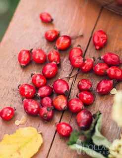 Menu Goji Berry 3 Menu Goji Berry -Cheap Garden Twist Store 75129 gogi berries