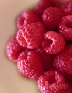 Menu The Berry Patch Collection -Cheap Garden Twist Store 75131 the berry patch collection 4