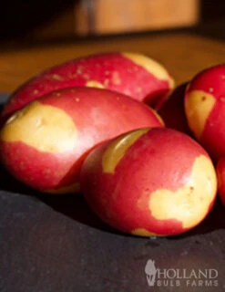 Menu Pinto Fingerling Potatoes