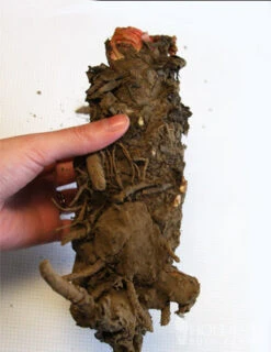 Menu Strawberry Rhubarb Pie Collection 9 Menu Strawberry Rhubarb Pie Collection -Cheap Garden Twist Store 75147 crimson red rhubarb 2 1