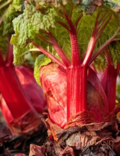 Menu Crimson Red Rhubarb