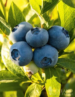 Menu Patriot Blueberry -Cheap Garden Twist Store 75156 patriot blueberries