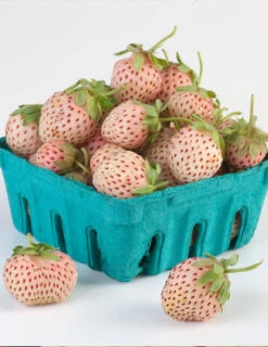 Menu Natural Albino Pineberry -Cheap Garden Twist Store 75159 2