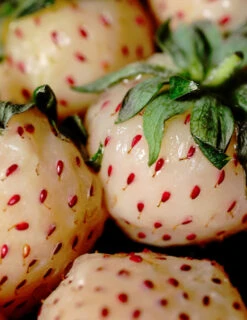 Menu Natural Albino Pineberry -Cheap Garden Twist Store 75159