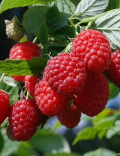 Menu Tula Magic Raspberry