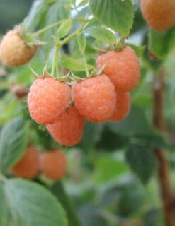 Menu Double Gold Raspberry