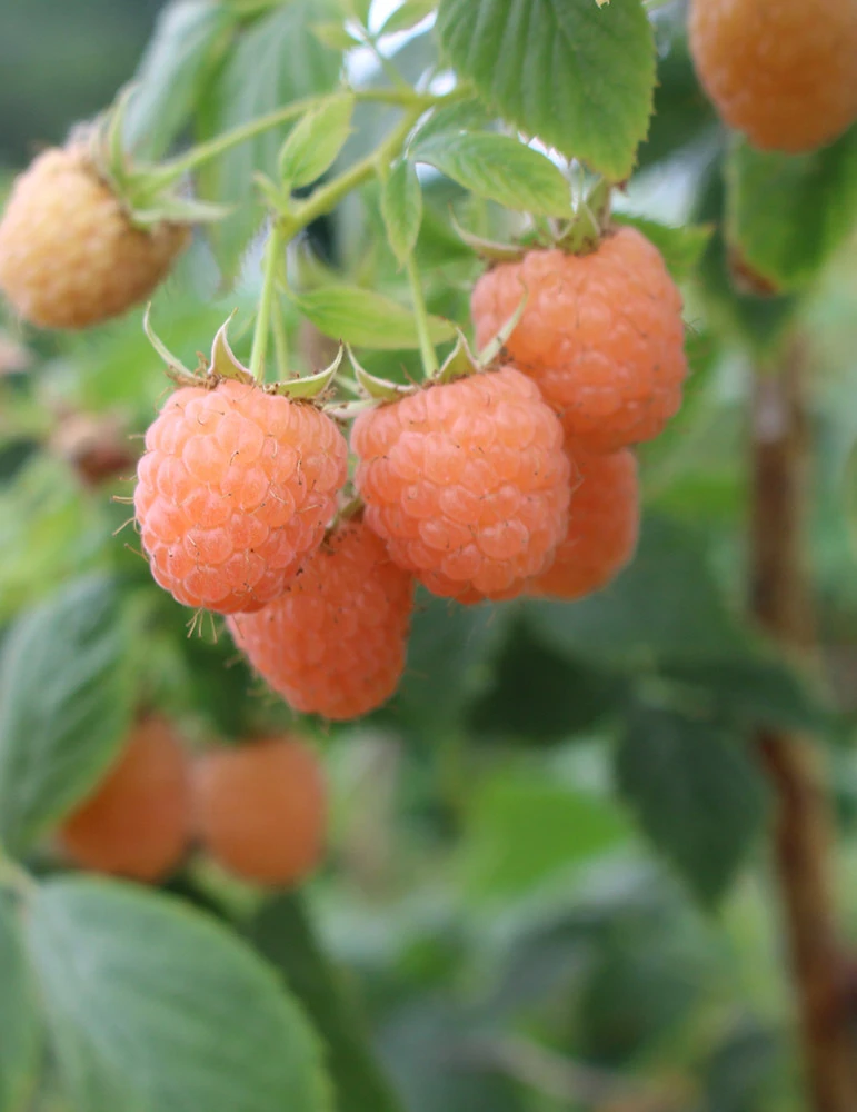 Menu Double Gold Raspberry 1 Menu Double Gold Raspberry