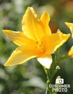 Menu Mid Summer Perennial Collection -Cheap Garden Twist Store 77100 2018 07 11 stella d oro daylilies 4 joan geraldson