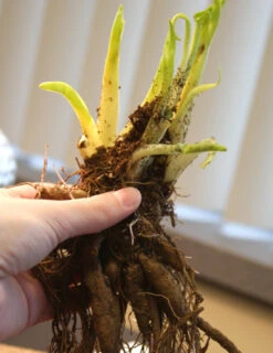 Menu Mid Summer Perennial Collection -Cheap Garden Twist Store 77100 stella d oro daylily 2