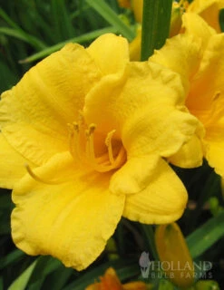 Cheap Garden Twist Store -Cheap Garden Twist Store 77100 stella d oro daylily