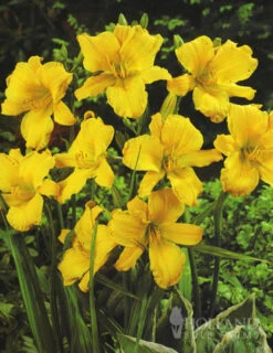 Menu Mid Summer Perennial Collection -Cheap Garden Twist Store 77100 stella d oro daylily 3