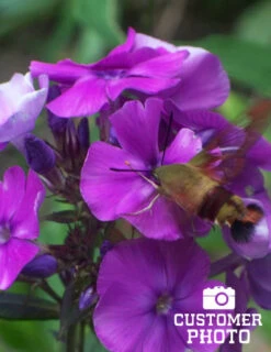 Menu Tall Phlox Collection -Cheap Garden Twist Store 77188 lilac time tall phlox 3