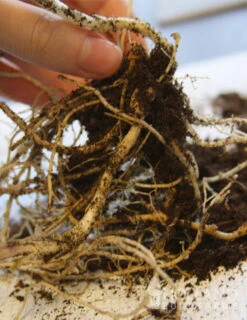 Menu Tall Phlox Collection -Cheap Garden Twist Store 77189 star fire tall phlox 2