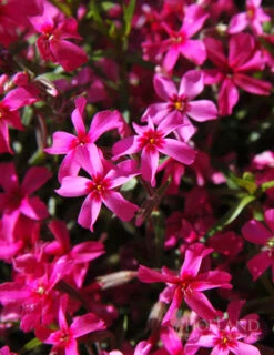 Menu Tall Phlox Collection -Cheap Garden Twist Store 77189 star fire tall phlox