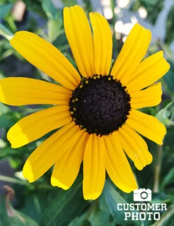 Menu Drought Tolerant Perennial Garden Collection -Cheap Garden Twist Store 77190 2018 07 23 black eyed susan maria sanchez 2