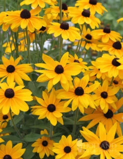Menu Mid Summer Perennial Collection -Cheap Garden Twist Store 77190 black eyed susan 1