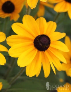 Menu Drought Tolerant Perennial Garden Collection -Cheap Garden Twist Store 77190 black eyed susan 2 2