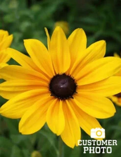 Menu Drought Tolerant Perennial Garden Collection -Cheap Garden Twist Store 77190 black eyed susan 3 2