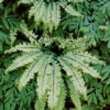Menu Maidenhair Fern