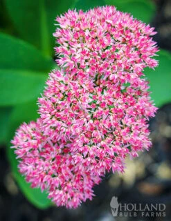 Menu Drought Tolerant Perennial Garden Collection -Cheap Garden Twist Store 77195 autumn joy sedum 1