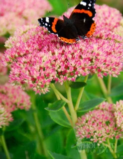 Menu Drought Tolerant Perennial Garden Collection -Cheap Garden Twist Store 77195 autumn joy sedum 2 1