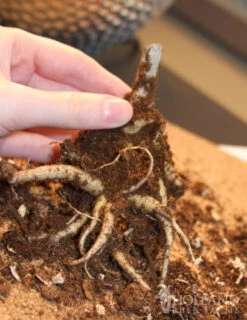 Menu Drought Tolerant Perennial Garden Collection -Cheap Garden Twist Store 77195 autumn joy sedum 3 1