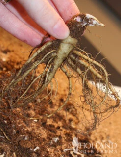 Menu Mixed Aquilegia Or Columbine -Cheap Garden Twist Store 77196 mixed aquilegia or columbine 2