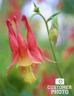 Menu Mixed Aquilegia Or Columbine -Cheap Garden Twist Store 77196 mixed aquilegia or columbine 3
