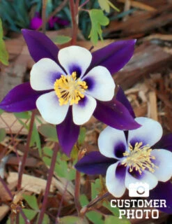 Menu Mixed Aquilegia Or Columbine -Cheap Garden Twist Store 77196 mixed aquilegia or columbine 4