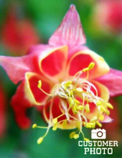 Menu Mixed Aquilegia Or Columbine -Cheap Garden Twist Store 77196 mixed aquilegia or columbine 6