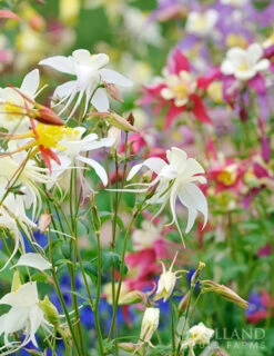 Menu Mixed Aquilegia Or Columbine -Cheap Garden Twist Store 77196 mixed aquilegia or columbine 7