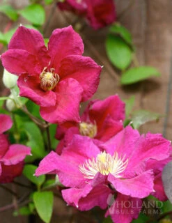 Menu Ernest Markham Clematis