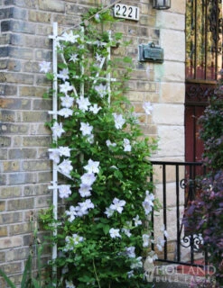 Menu Henryi Clematis -Cheap Garden Twist Store 77221 henryi clematis 3