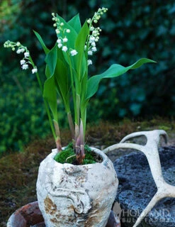 Menu Lily Of The Valley 6 Menu Lily Of The Valley -Cheap Garden Twist Store 77225 lily of the valley 2