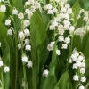Menu Lily Of The Valley