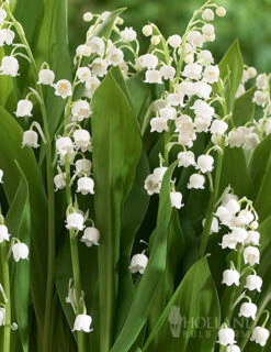 Menu Lily Of The Valley