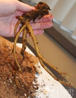 Menu White Bleeding Heart -Cheap Garden Twist Store 77232 white bleeding heart 2 1