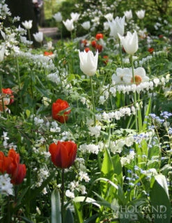 Menu Long Blooming Shade Garden Collection -Cheap Garden Twist Store 77232 white bleeding heart 3