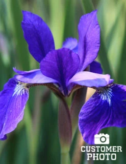 Menu Caesar's Brother Blue Siberian Iris -Cheap Garden Twist Store 77239 caesars brother blue siberian iris 2 1