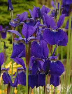 Menu Caesar's Brother Blue Siberian Iris -Cheap Garden Twist Store 77239 caesars brother blue siberian iris 3 1