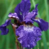 Menu Caesar's Brother Blue Siberian Iris