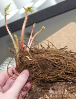 Menu Red, White And Blue Shade Garden -Cheap Garden Twist Store 77248 fanal red astilbe 2 1