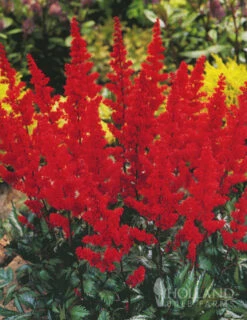 Menu Long Blooming Shade Garden Collection -Cheap Garden Twist Store 77248 fanal red astilbe