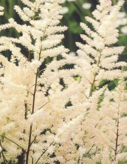 Menu Long Blooming Shade Garden Collection -Cheap Garden Twist Store 77251 bridal veil astilbe 1