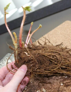 Menu Deer Resistant Shade Garden Collection -Cheap Garden Twist Store 77251 bridal veil astilbe 2